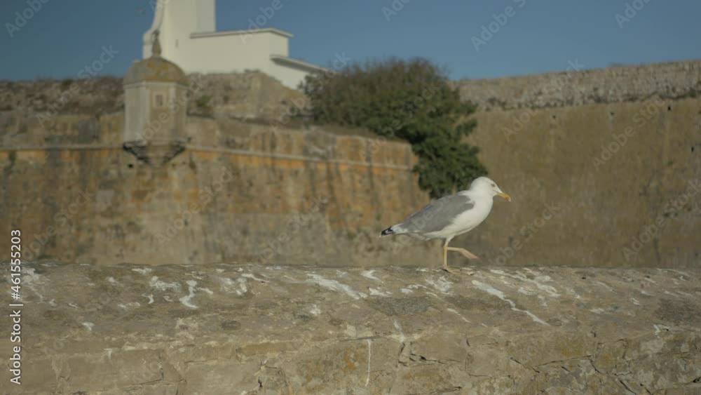 Close-up shot of Beautiful Seagull next to a castle in the coast Close-up shot of Beautiful Seagull next to a castle in the coast