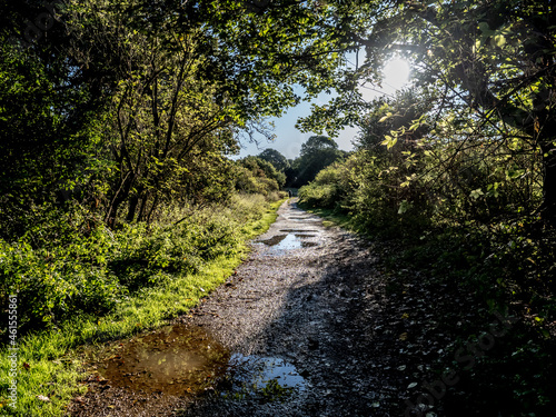 path in the forest