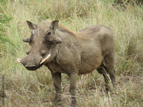 Closeup of a common warthog in a field covered in the grass with a blurry background photo