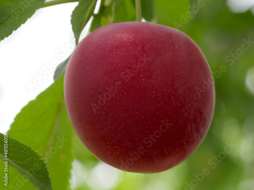 A single, ripe cherry plum berry, macro. Berry close-up.