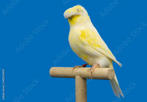 Gloster canary bird perched in softbox