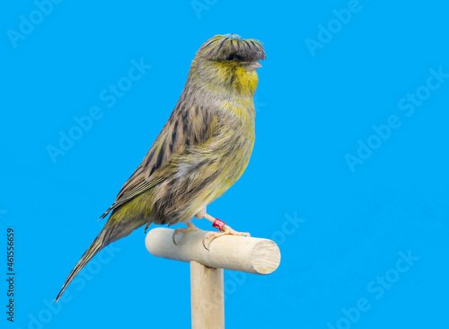 Gloster canary bird perched in softbox