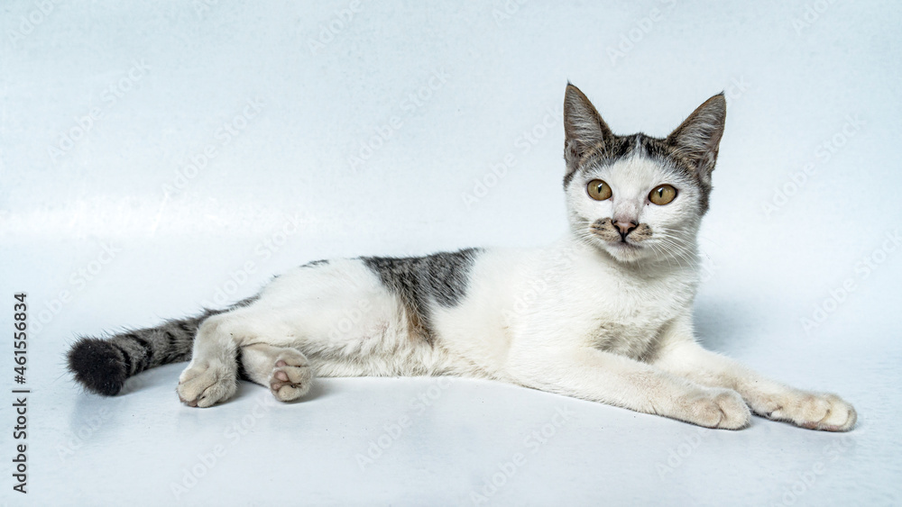 Close Up - Black and white striped cat relaxing on a white background