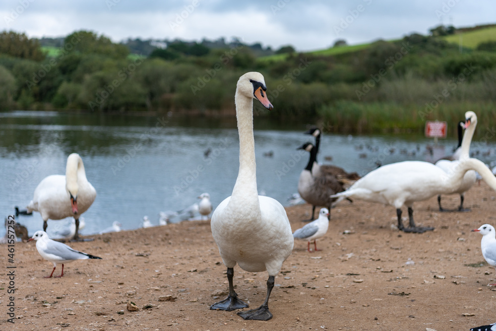 Obraz premium Swan in Cornwall looking at the camera