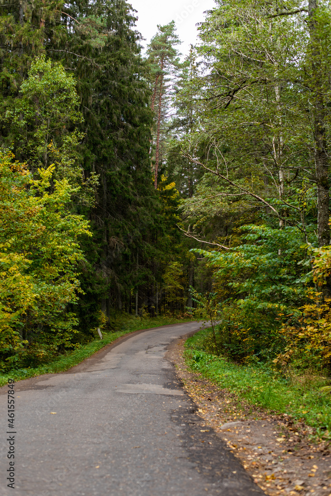 Fototapeta premium road in the woods