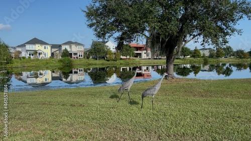 Sandhill Cranes walking along a lake in a neighborhood in Orlando, Florida. photo