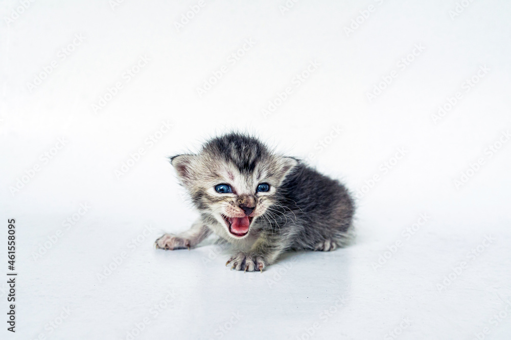 One week old Striped Kitten is so Adorable on White Background