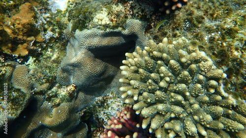 Lesser valley coral or hard brain coral (Platygyra lamellina) and Acropora gemmifera undersea, Red Sea, Egypt, Sharm El Sheikh, Nabq Bay photo