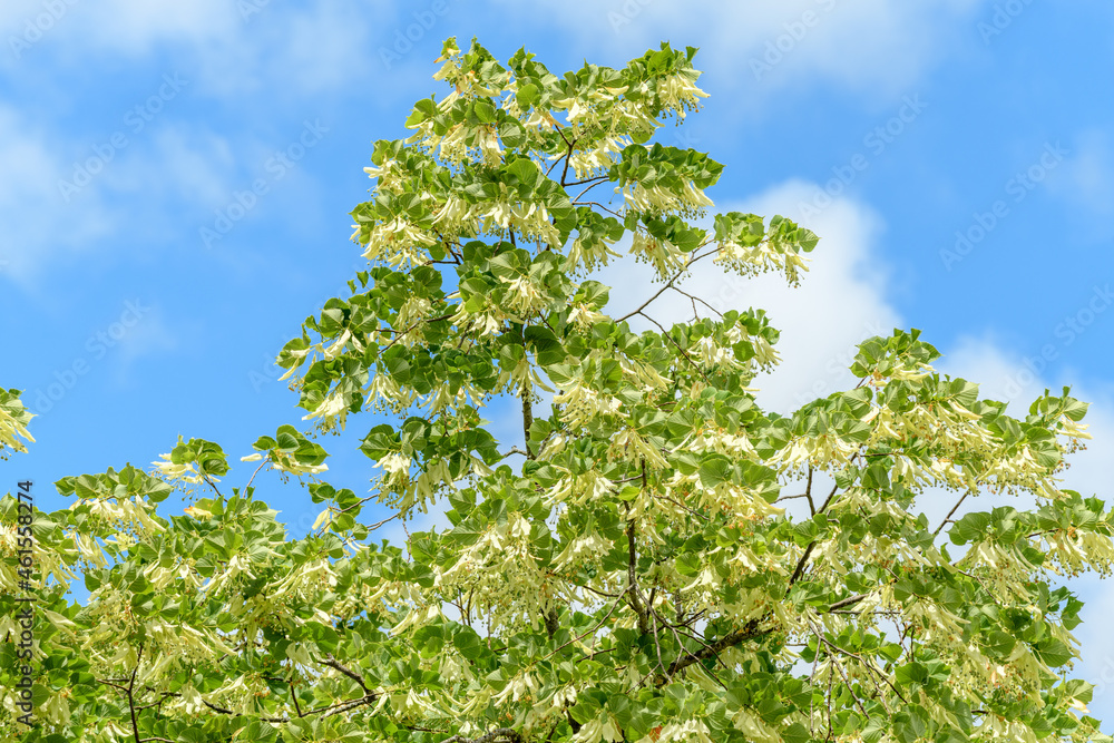 Linden tree with large flowers on the branches. Linden tree with large flowers on the branches.