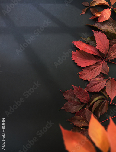 red autumn leaves on a dark background. shadow from the window. autumn background. autumn theme. black Friday

