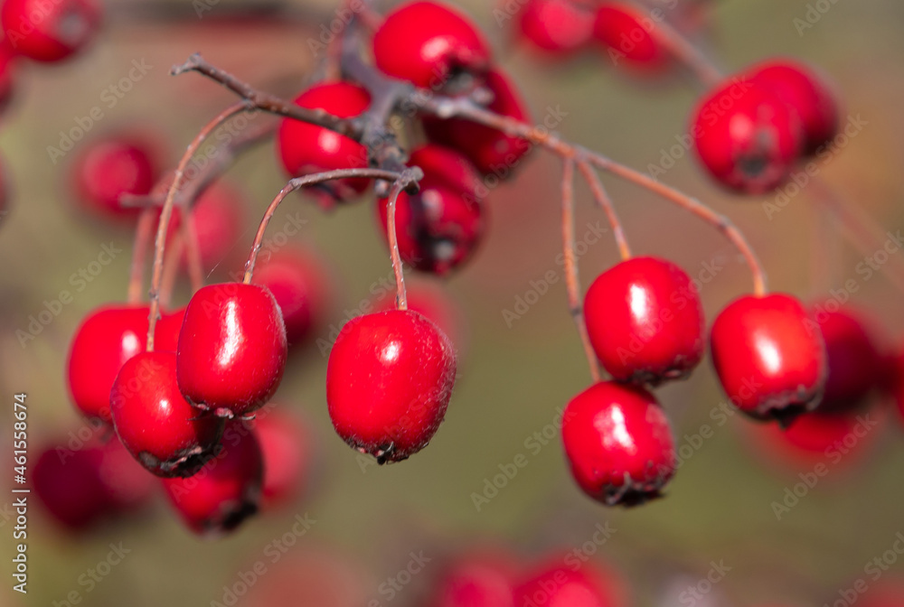 a branch with Crataegus monogyna fruits
a branch with Crataegus monogyna fruits