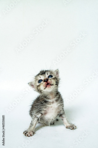 One week old Striped Kitten is so Adorable on White Background