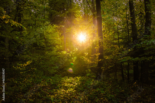 Obraz na płótnie Beam of light in the forest PL w salonie