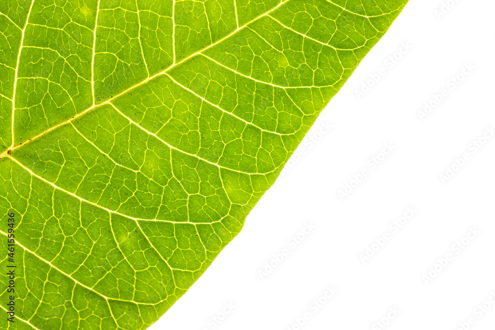 Isolated green leaf. Macro shot. Isolated green leaf. Macro shot.