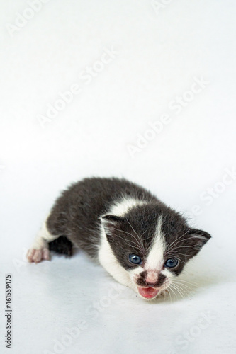 Black and white striped kitten on a white background