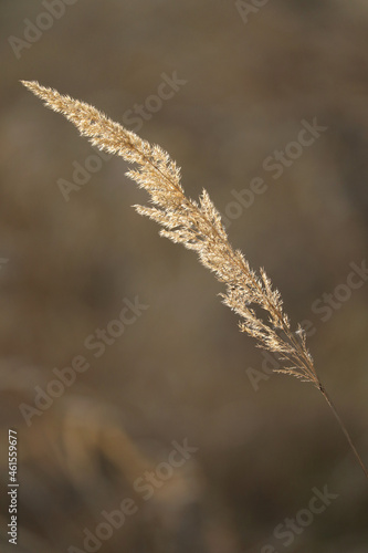 Detail dry grass in nature on blur background