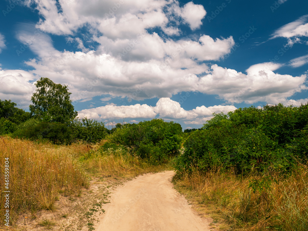 Fototapeta premium Sandy road between green bushes in the field. Summer landscape