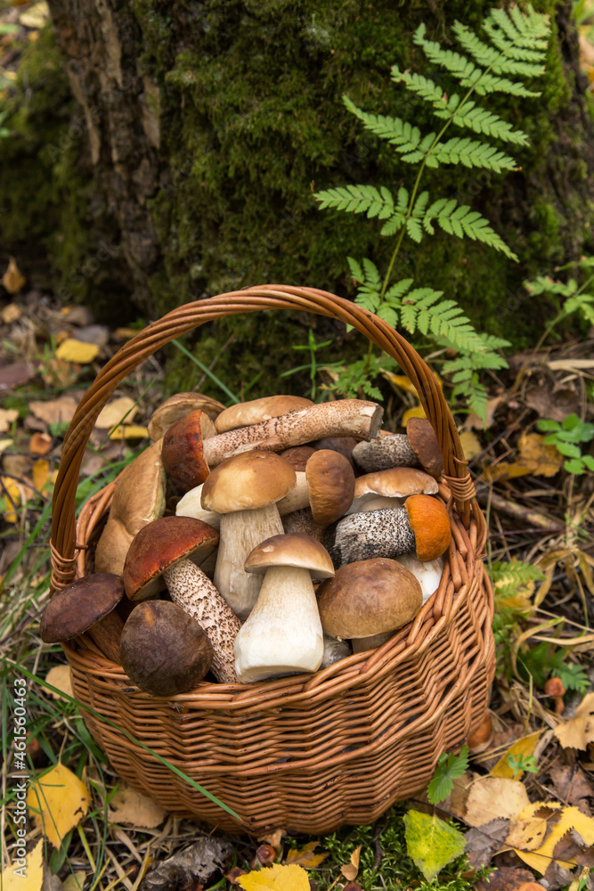 Edible beautiful mushrooms in the wicker basket in nature autumn. Natural, fall forest Edible beautiful mushrooms in the wicker basket in nature autumn. Natural, fall forest