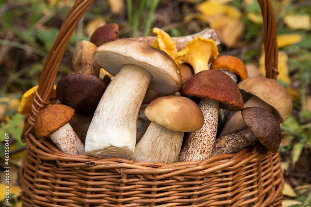 Edible different wild mushrooms porcini boletus in wicker basket in autumn nature close up, macro Edible different wild mushrooms porcini boletus in wicker basket in autumn nature close up, macro