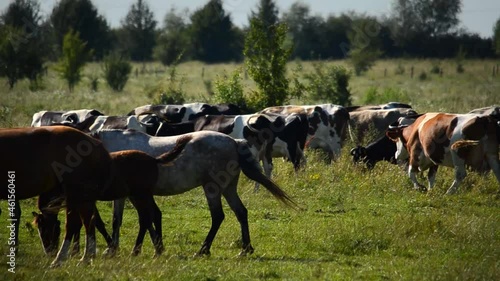 Herd of cows and horses in the pasture. Warm sunny weather