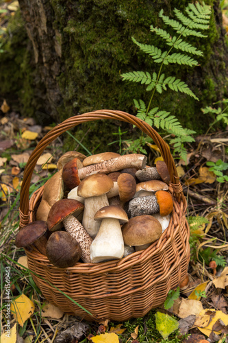 Edible beautiful mushrooms in the wicker basket in nature autumn. Natural, fall forest