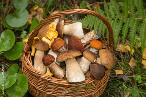 Edible different mushrooms porcini in the wicker basket in green grass and fern leaves. Natural, forest, meadow