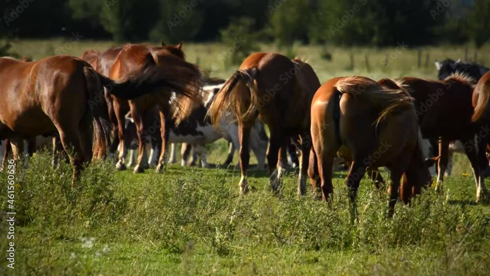 Herd of cows and horses in the pasture. Warm sunny weather Herd of cows and horses in the pasture. Warm sunny weather