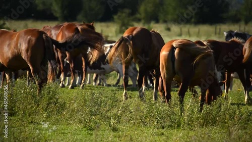 Herd of cows and horses in the pasture. Warm sunny weather