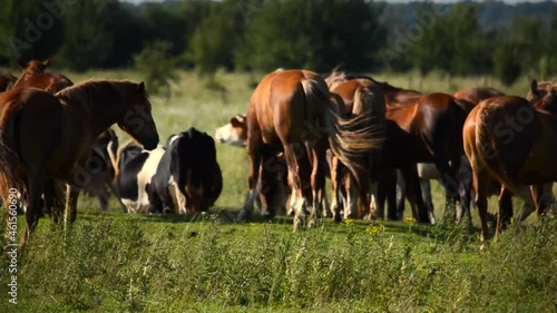 Herd of cows and horses in the pasture. Warm sunny weather