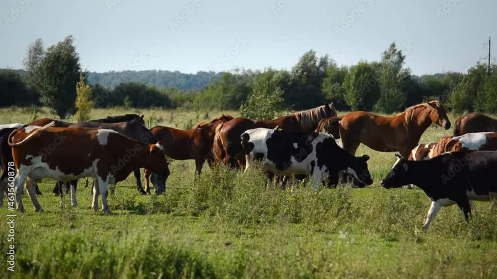 Herd of cows and horses in the pasture. Warm sunny weather Herd of cows and horses in the pasture. Warm sunny weather