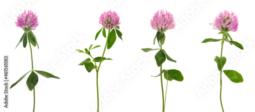 Set with beautiful clover flowers on white background. Banner design