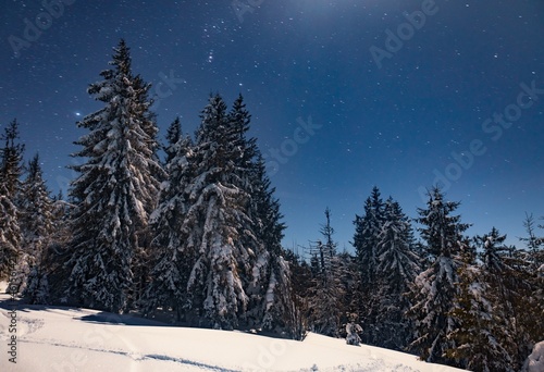 Beautiful nature starry sky with snowy fir