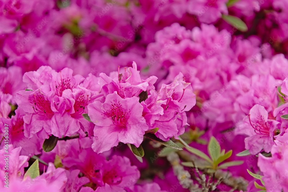 Bright pink alpen rose flowers, selective focus - Rhododendron ferrugineum 