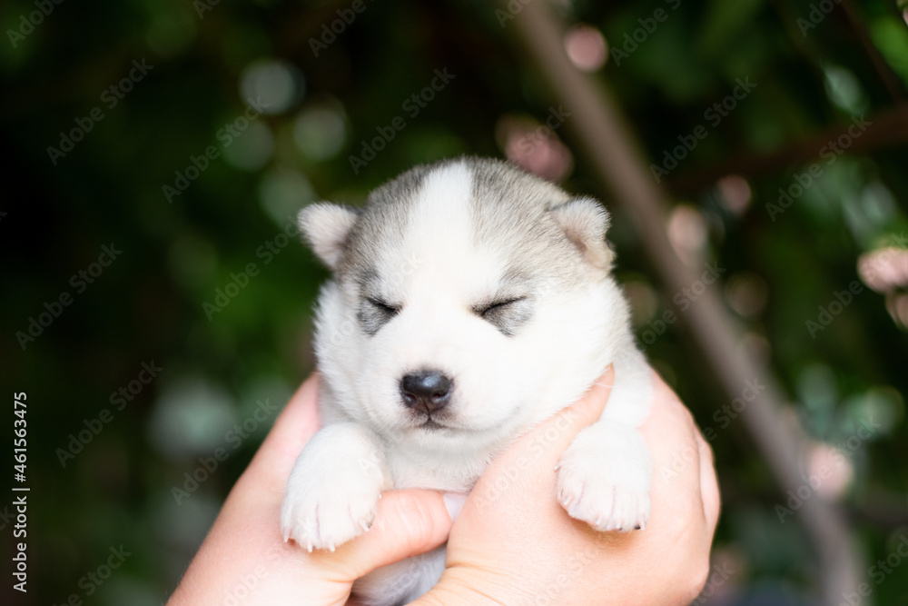 Fototapeta premium puppy in hands