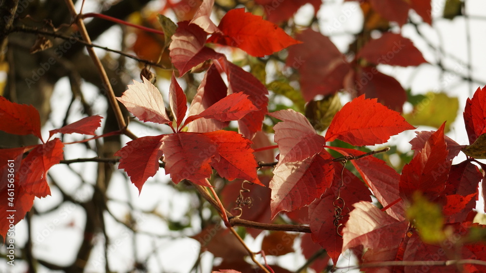 Fototapeta premium red maple leaves