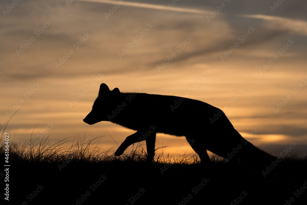 A colorful silhouette of a beautiful red fox during sunset, photographed in the dunes of the Netherlands. A colorful silhouette of a beautiful red fox during sunset, photographed in the dunes of the Netherlands.