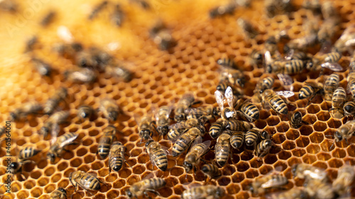 marked queen bee is eaten on honeycombs for offspring. Bee honeycombs, like a queen sowing, brood. 