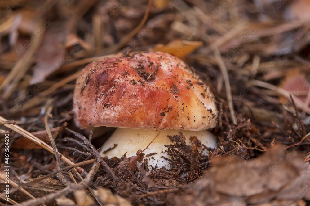 close up of cep mushroom close up of cep mushroom