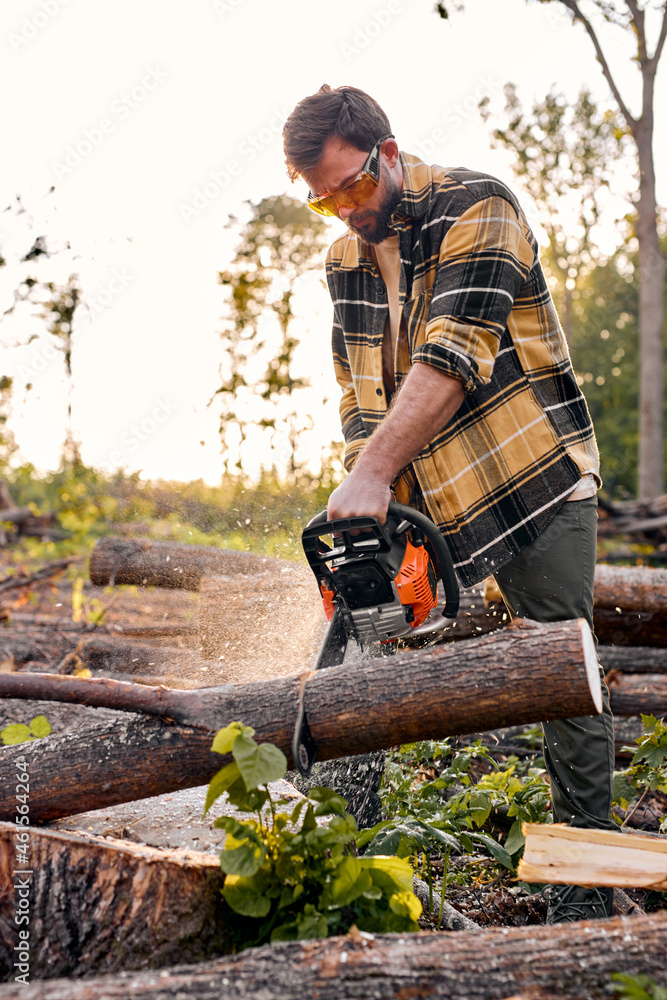 Obraz premium Lumberjack logger worker in protective gear cutting firewood timber tree in forest with chainsaw. Brutal caucasian male in plaid shirt engaged in hard work in forest at summer evening. Nice wood man