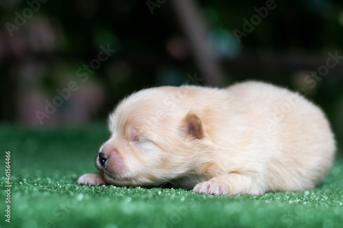 puppy sleeping on grass © Александра Лисова