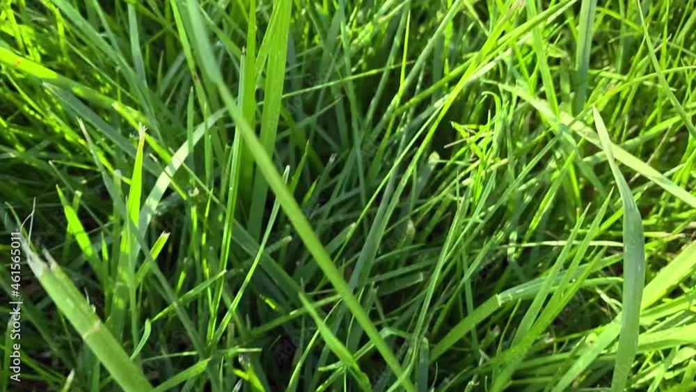 Camera flight over green grass: close-up, slow motion. Camera flight over green grass: close-up, slow motion.