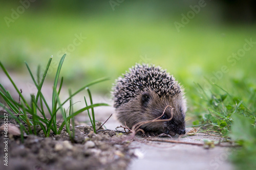 little cute hedgehog in the garden in the green grass © Sebastian