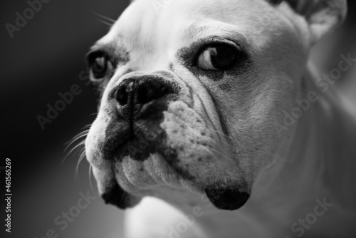 The French Bulldog