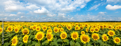 Sunflowers field over blue cloudy sky