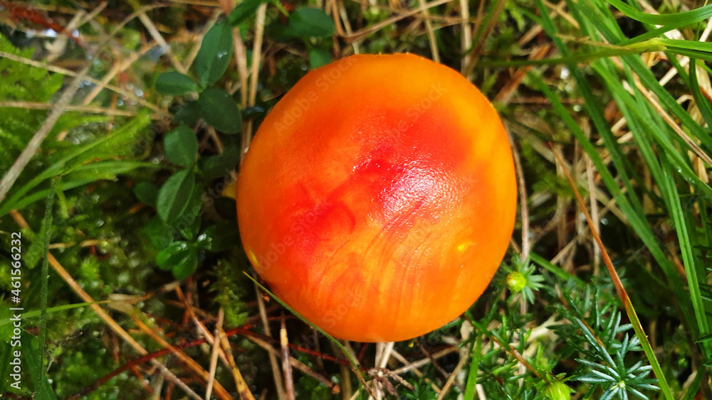 Top view of the red mushroom amanita muscaria on a background of green grass. Panorama. Top view of the red mushroom amanita muscaria on a background of green grass. Panorama.
