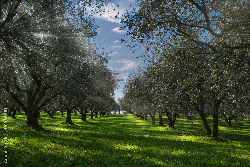 Obraz premium Olive tree plantation. The rays of the sun through the trees. Traditional plantation of olive trees in Italy. Trees in a row. Ripe olive plantations. Plantation of vegetable trees.