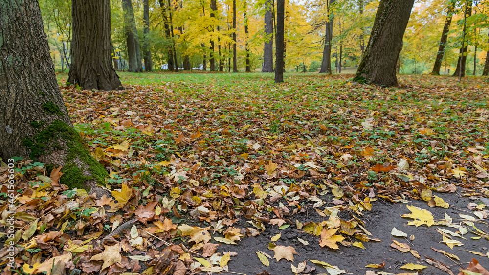bright autumn maple leaves on a lawn in a suburban park near St. Petersburg, Russia bright autumn maple leaves on a lawn in a suburban park near St. Petersburg, Russia
