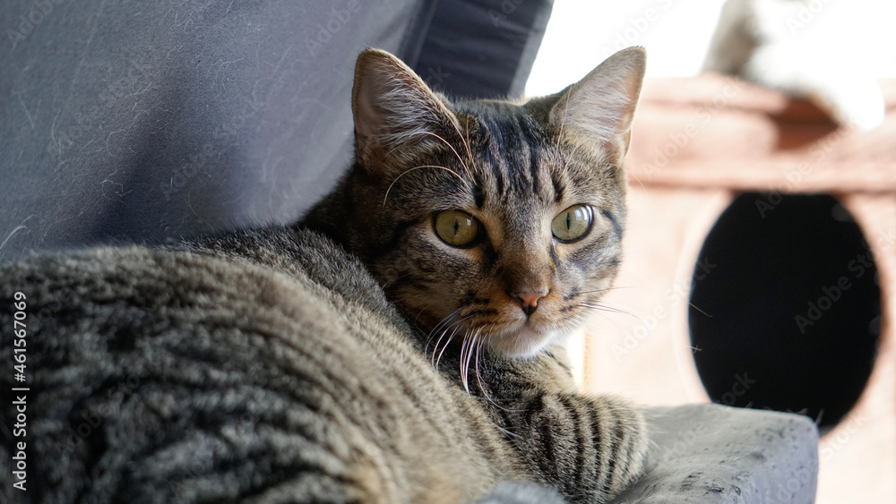 cat on the couch cat on the couch