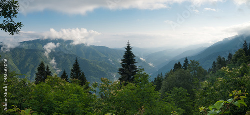 Panorama of beautiful natural forest areas. Forest vegetation in the morning light. Foggy mountains and clouds on the horizon.