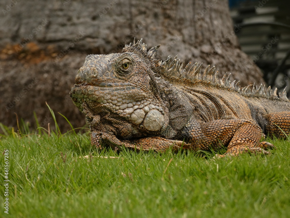 Iguana on the lawn in Seminario Park (Parque de las Iguanas), Guayaquil, Ecuador Iguana on the lawn in Seminario Park (Parque de las Iguanas), Guayaquil, Ecuador